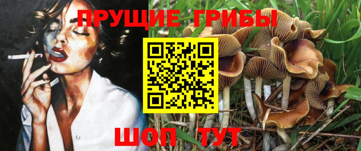 Псилоцибиновые грибы Psilocybe  Вход с VPN  Электрогорск 