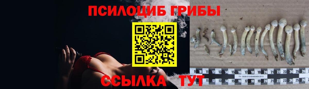 Псилоцибиновые грибы мицелий Электрогорск
